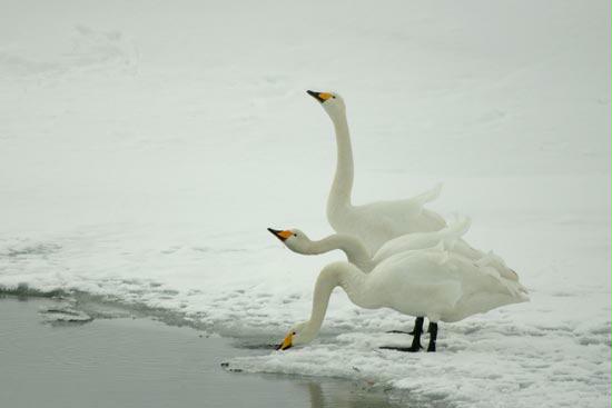 Whooper Swans, Hokkaido, Japan